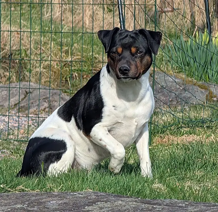 Dansk-Svensk Gårdshund – från råttjägare till kelgris