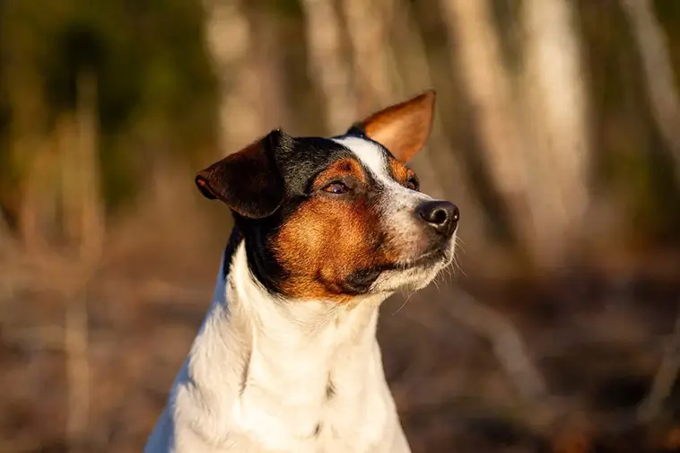 Dansk-Svensk Gårdshund – från råttjägare till kelgris