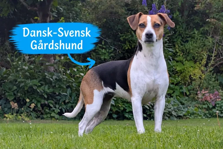 Dansk-Svensk Gårdshund – från råttjägare till kelgris
