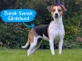 Dansk-Svensk Gårdshund – från råttjägare till kelgris