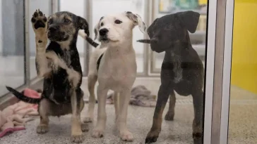 Säljer hundar i djuraffär – kan få böta 33 000 kronor per hund
