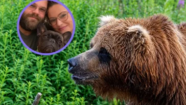 Fransk Bulldogg försökte skydda sin familj från en björn – dog av sina skador