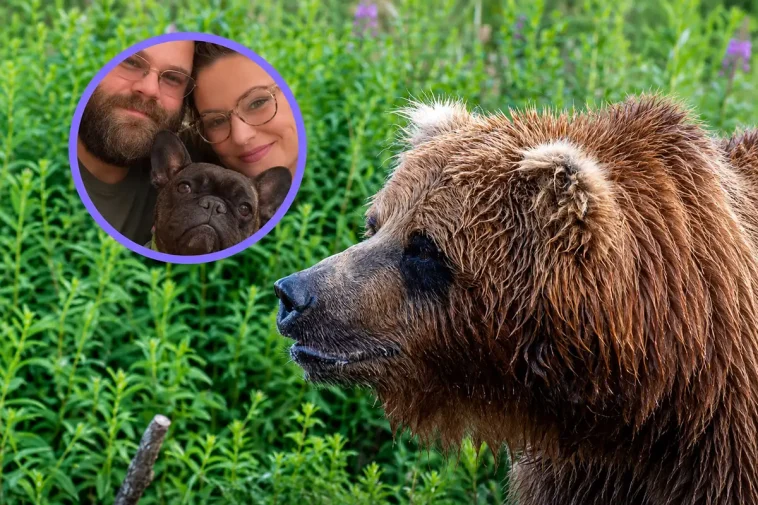Fransk Bulldogg försökte skydda sin familj från en björn – dog av sina skador
