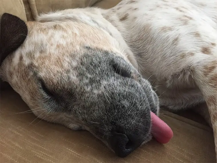 Gör hunden detta i sömnen? Här är förklaringen