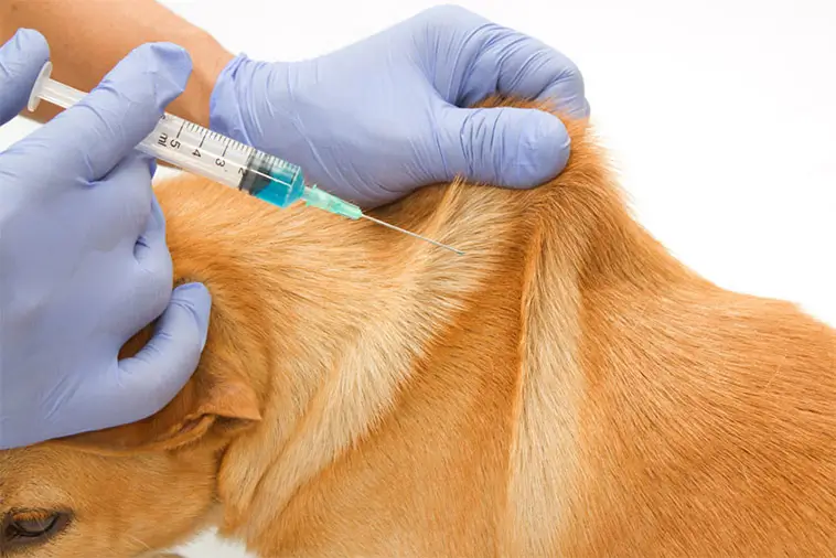 Hundar dog efter vaccin – dödligt virus hittat i doserna