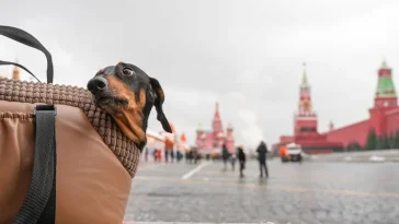 Hundar dog efter vaccin – dödligt virus hittat i doserna