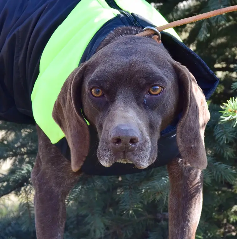 Hundnytt inleder samarbete med ROLDA Sverige