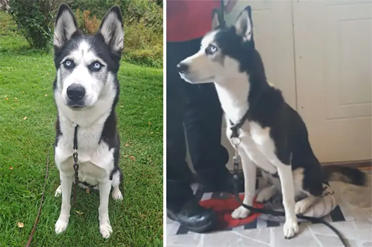 Sexårig Husky-tik söker hem efter omhändertagande