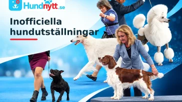 Slipp leta – Hundnytt samlar alla inofficiella hundutställningar 2026