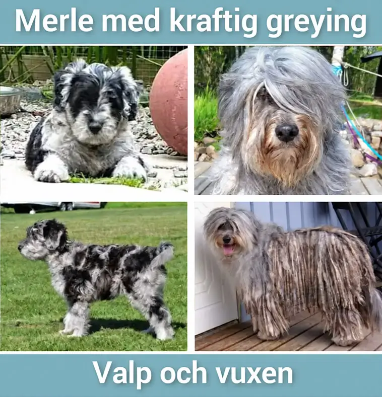 Kim föder upp en av Nordens ovanligaste hundraser