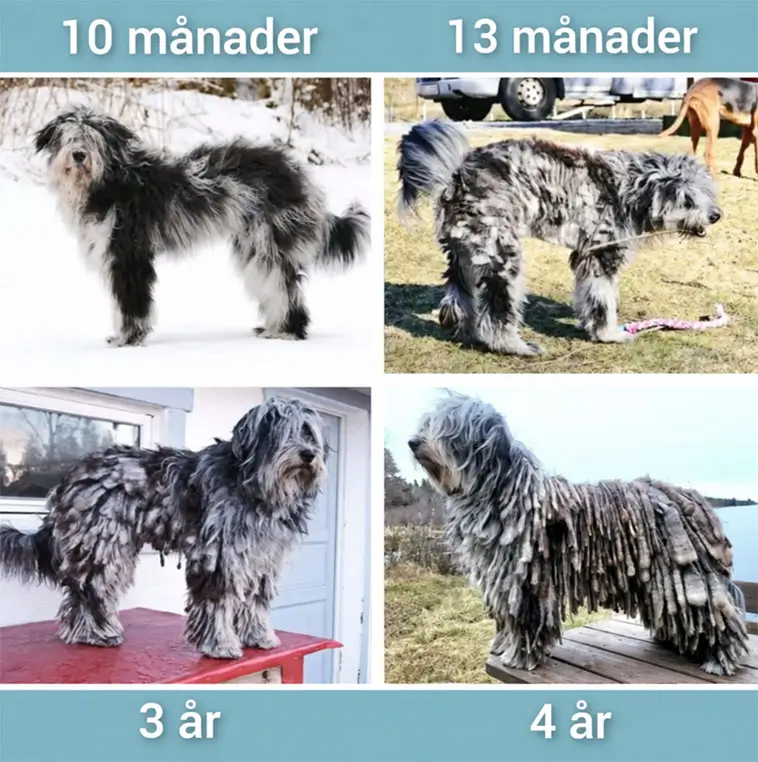Kim föder upp en av Nordens ovanligaste hundraser