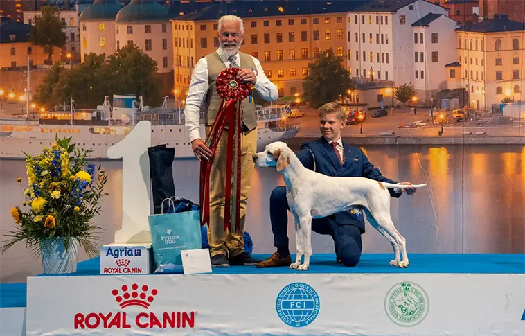 Lakelandterriern Nordlicht bäst av 8 831 hundar – vann Best In Show
