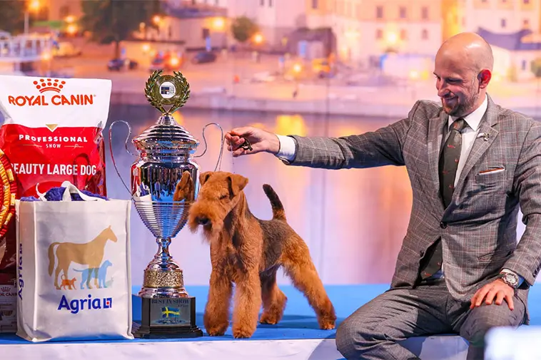 Lakelandterriern Nordlicht bäst av 8 831 hundar – vann Best In Show
