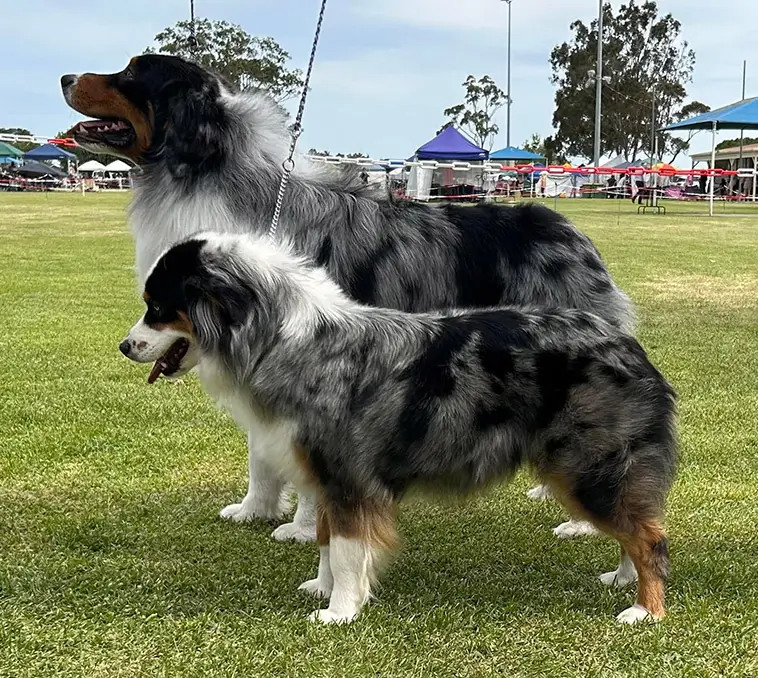 MAS vs Australian Shepherd – vad är skillnaden?