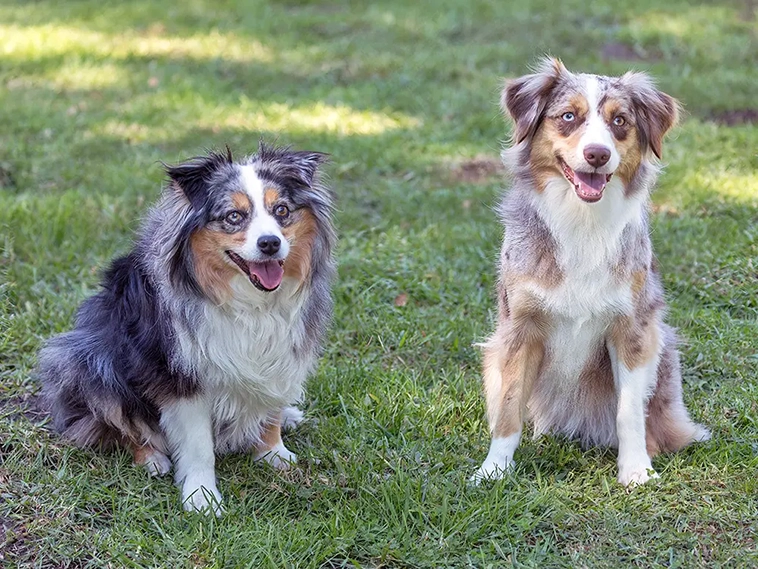 MAS vs Australian Shepherd – vad är skillnaden?
