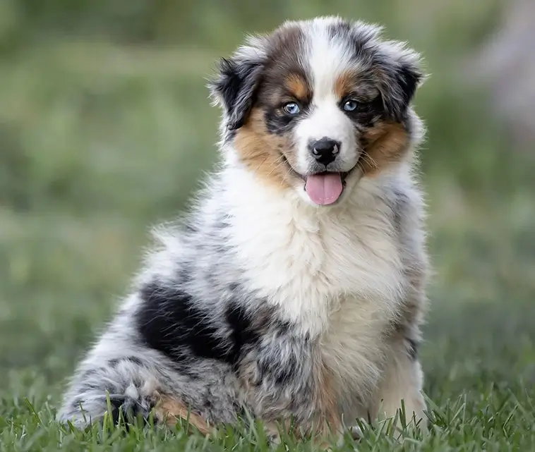 MAS vs Australian Shepherd – vad är skillnaden?