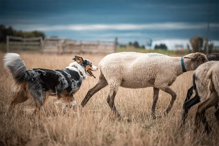 MAS vs Australian Shepherd – vad är skillnaden?