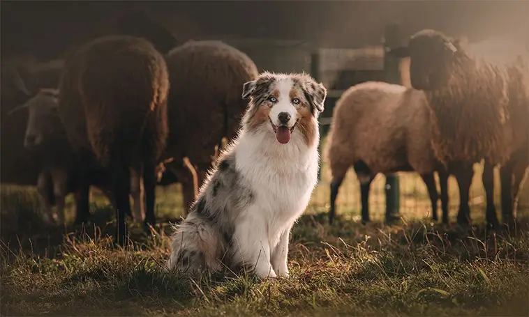 MAS vs Australian Shepherd – vad är skillnaden?
