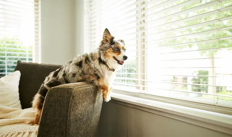 MAS vs Australian Shepherd – vad är skillnaden?