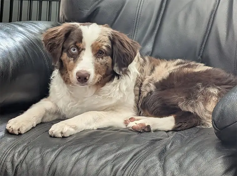 MAS vs Australian Shepherd – vad är skillnaden?