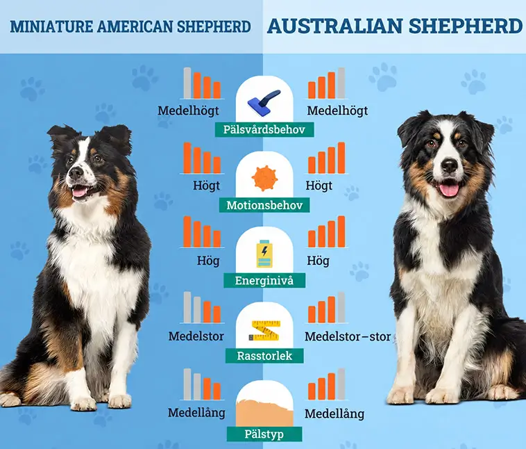 MAS vs Australian Shepherd – vad är skillnaden?