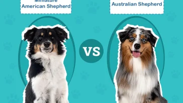MAS vs Australian Shepherd – vad är skillnaden?
