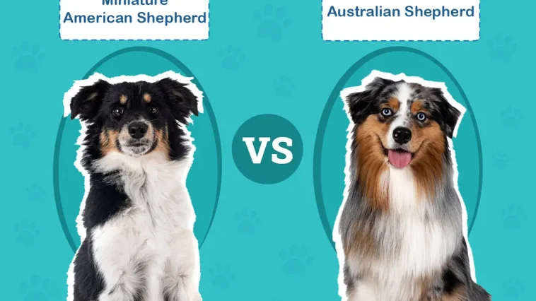 MAS vs Australian Shepherd – vad är skillnaden?