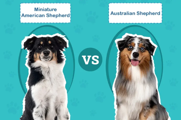 MAS vs Australian Shepherd – vad är skillnaden?