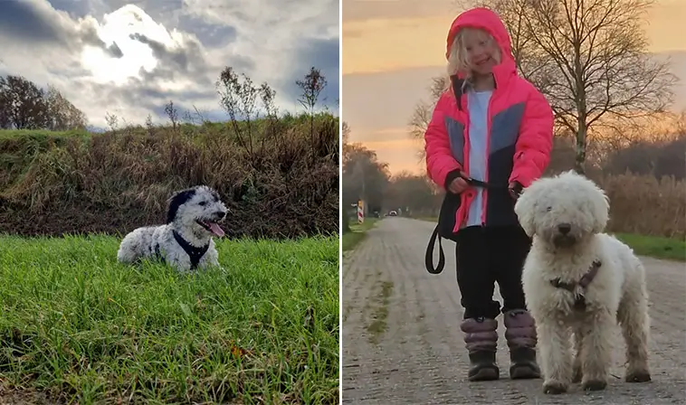 Nytt i Hundnytts annonsmarknad: Spanska Vattenhundsvalpar söker kärleksfulla hem