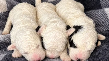 Nytt i Hundnytts annonsmarknad: Spanska Vattenhundsvalpar söker kärleksfulla hem