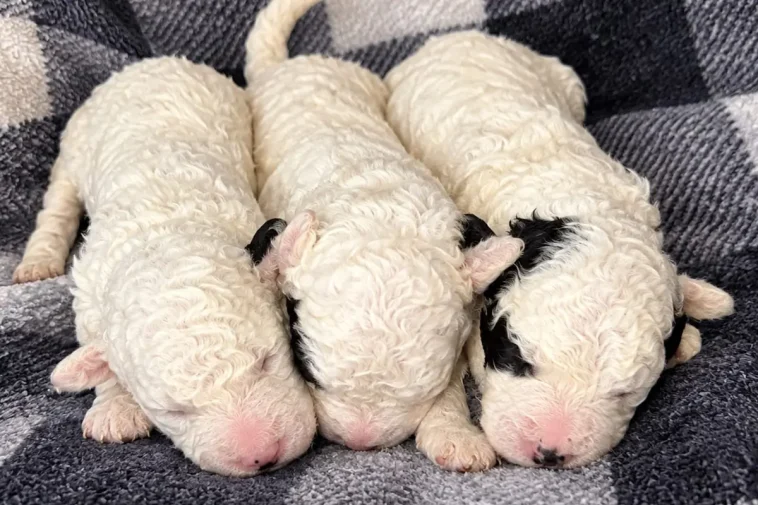 Nytt i Hundnytts annonsmarknad: Spanska Vattenhundsvalpar söker kärleksfulla hem