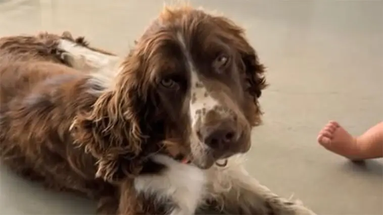 Springer Spaniel-valpen Honey hittades halshuggen – RSPCA rasar