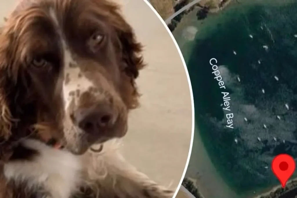 Springer Spaniel-valpen Honey hittades halshuggen – RSPCA rasar