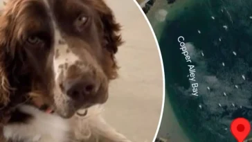 Springer Spaniel-valpen Honey hittades halshuggen – RSPCA rasar