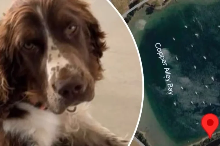 Springer Spaniel-valpen Honey hittades halshuggen – RSPCA rasar