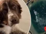Springer Spaniel-valpen Honey hittades halshuggen – RSPCA rasar