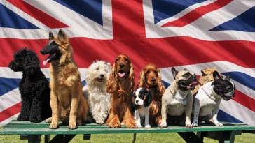 Här är Storbritanniens populäraste hundraser 2026