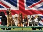 Här är Storbritanniens populäraste hundraser 2026