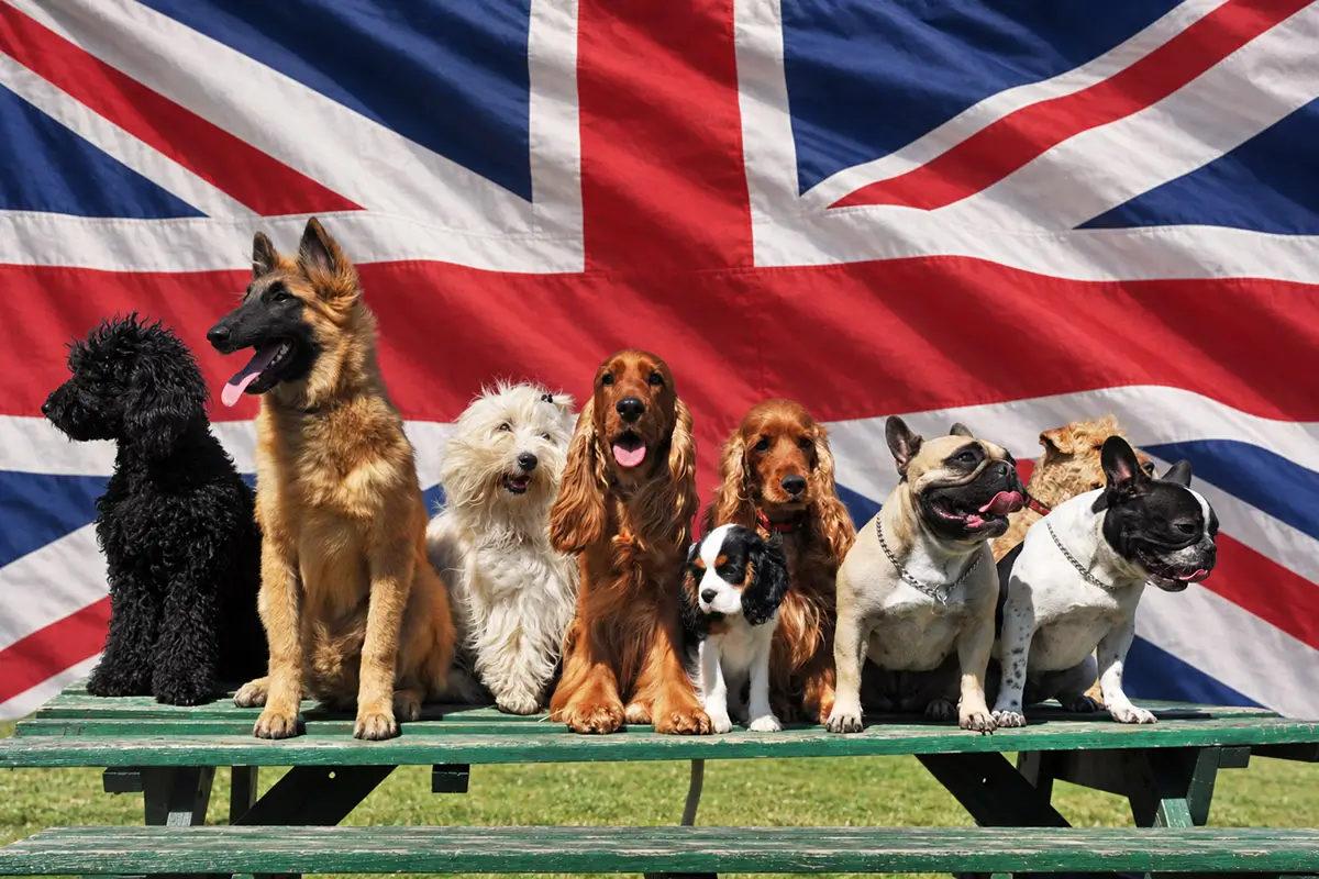 Här är Storbritanniens populäraste hundraser 2026