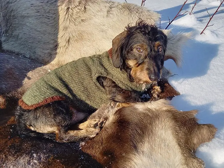 Tax – liten hund med stora åsikter