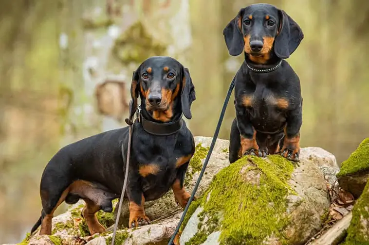 Tax – liten hund med stora åsikter