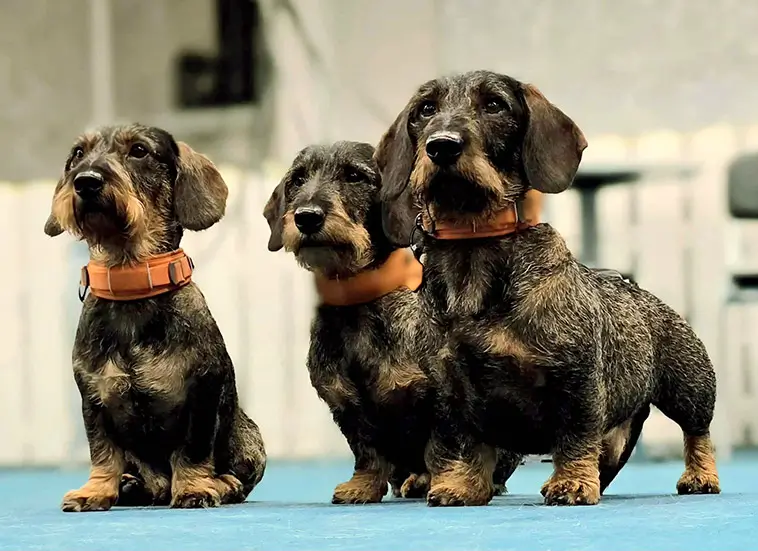 Tax – liten hund med stora åsikter