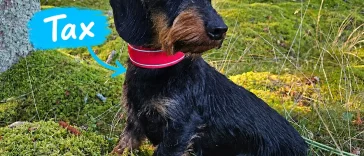 Tax – liten hund med stora åsikter