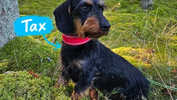 Tax – liten hund med stora åsikter