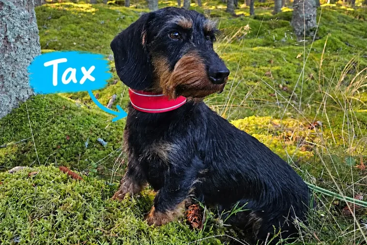 Tax – liten hund med stora åsikter