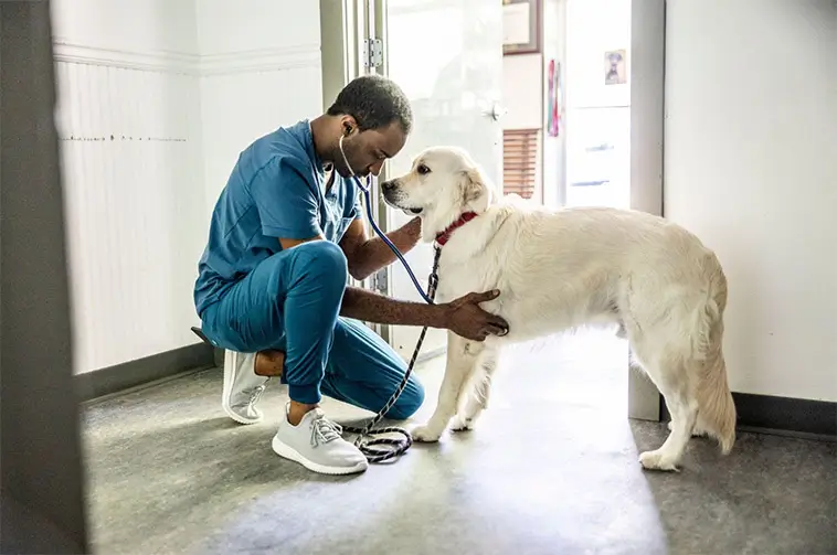 Tumörer hos hund – tecknen du aldrig bör ignorera