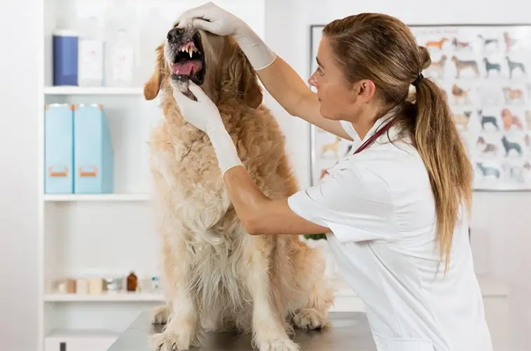 Tumörer hos hund – tecknen du aldrig bör ignorera