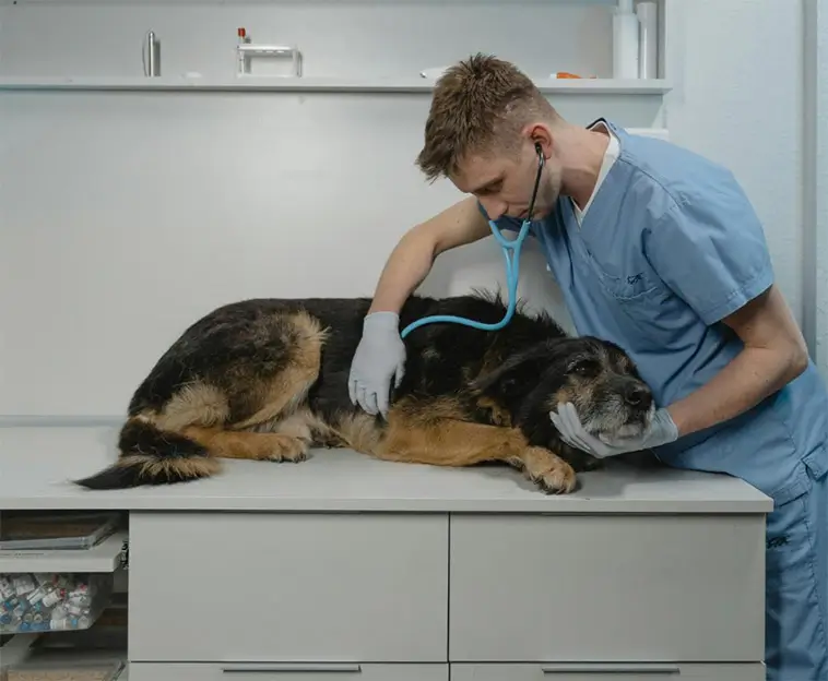 Tumörer hos hund – tecknen du aldrig bör ignorera