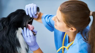 Tumörer hos hund – tecknen du aldrig bör ignorera