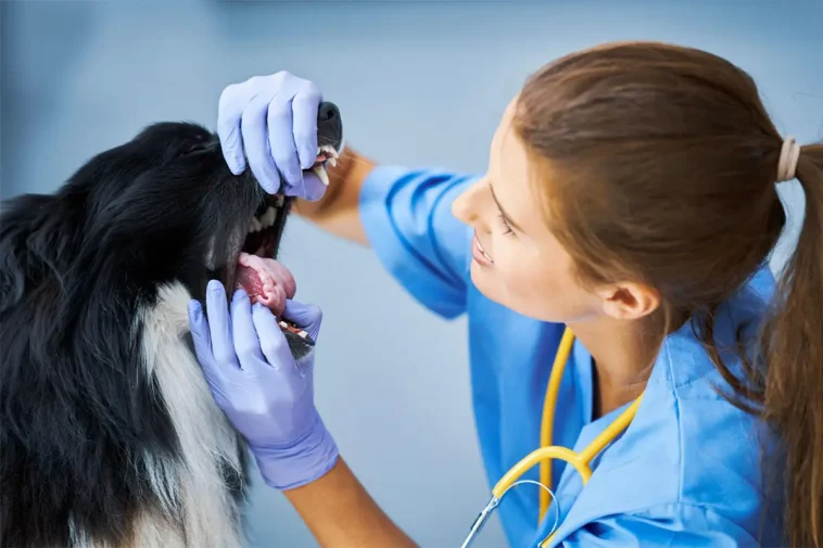 Tumörer hos hund – tecknen du aldrig bör ignorera